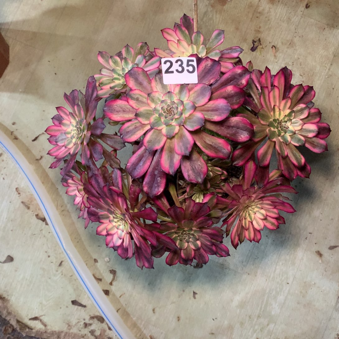 光***狂雪肌235法师多肉植物200000