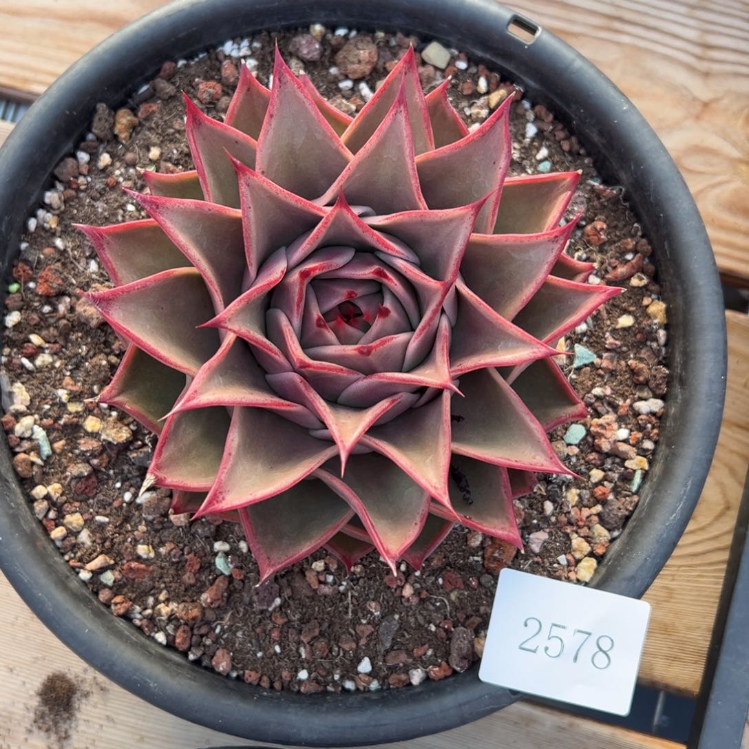 姐***肉2578肉肉肉肉肉肉