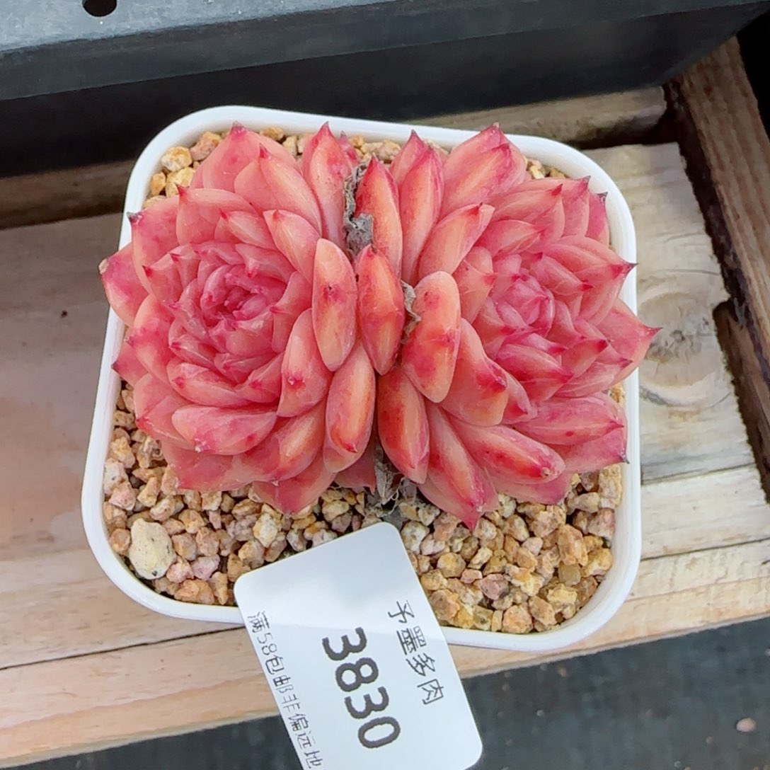 紫月，3830多肉植物