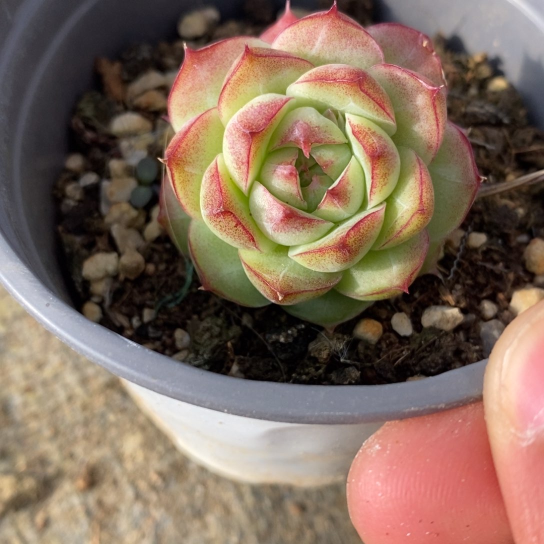 自助下单一物一拍多肉下滑有惊喜