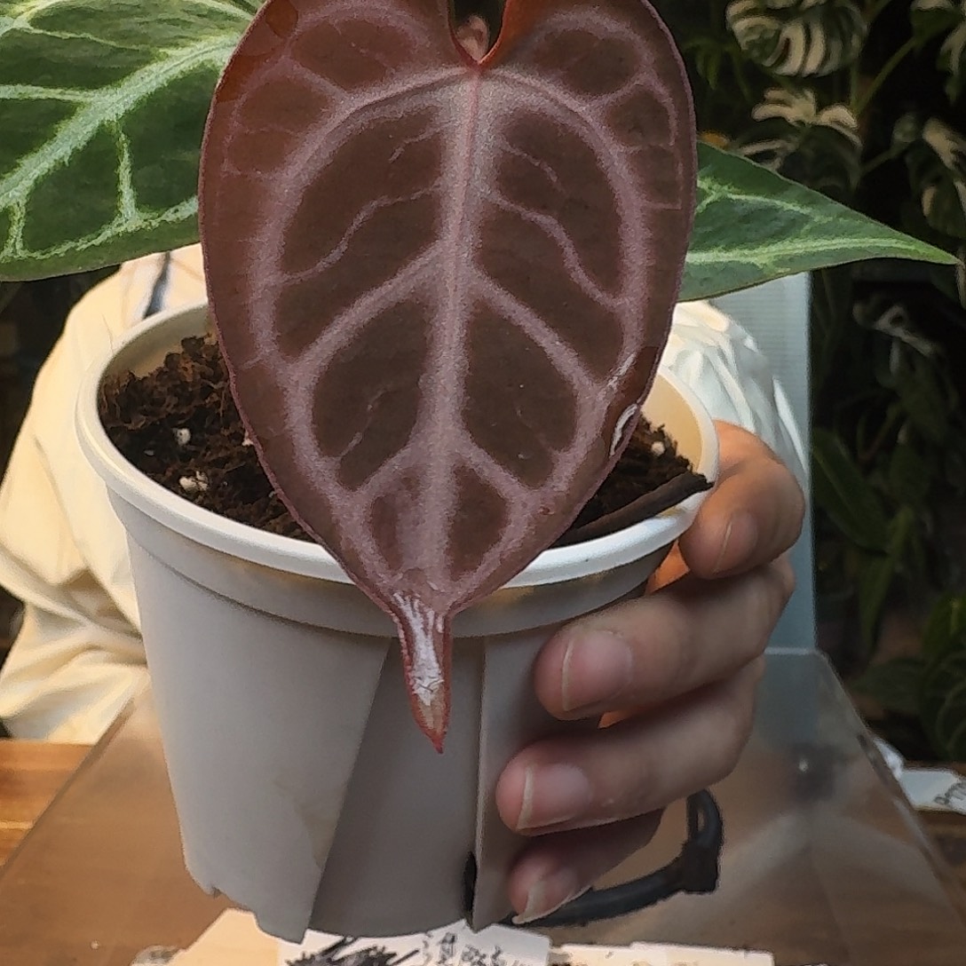不开花植物J90skg银红杂银色闪光