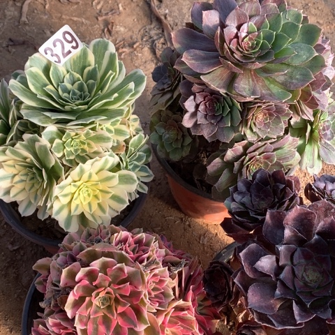 法师多肉植物多肉植物329