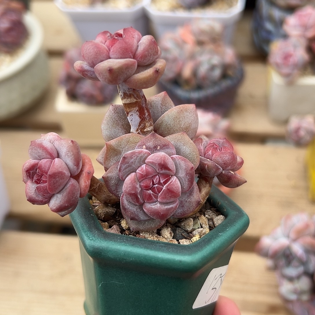 5头紧凑小包脸哈哈