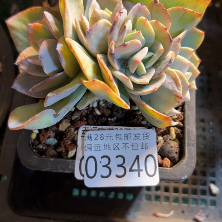 幸运的是我还没遇到你的