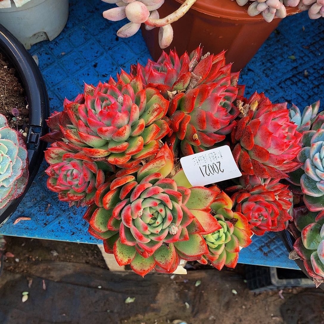 决***部    瑞安娜多肉20021