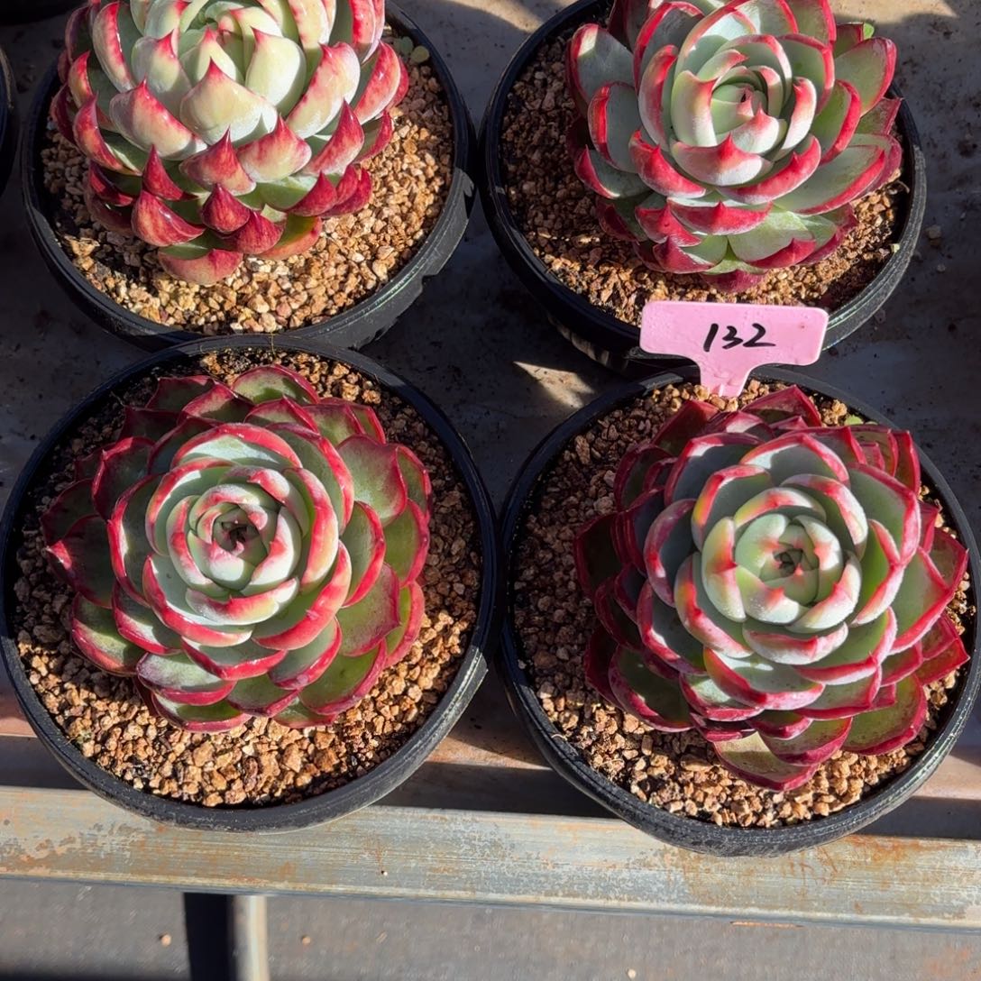 惊鸿一瞥好看好看132号