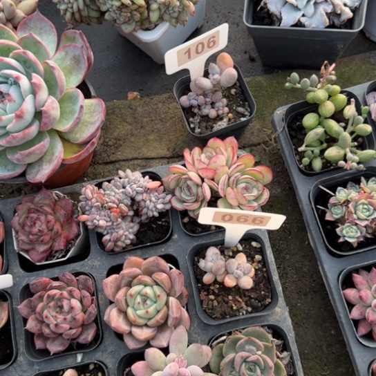 周***①106苹果奶多肉植物多