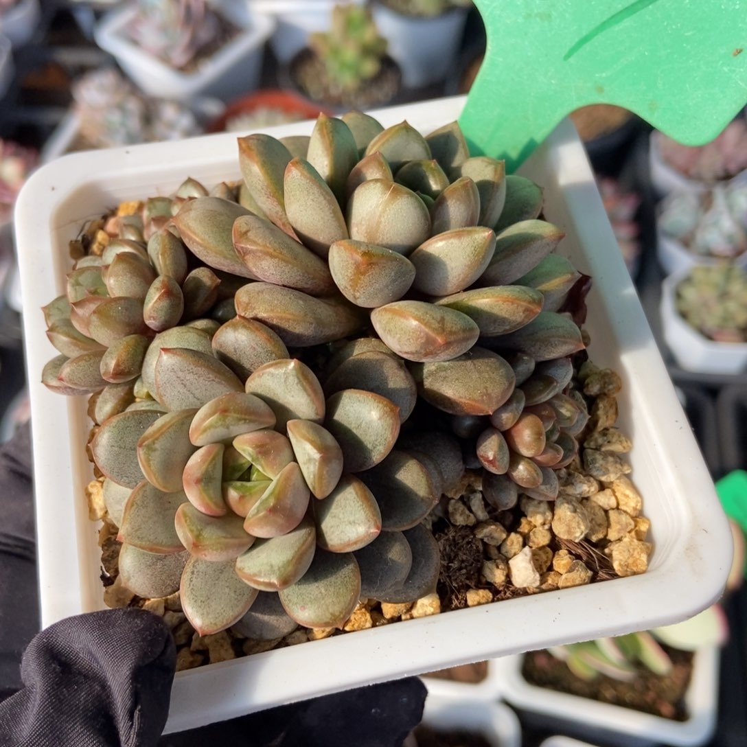 101葡萄多肉植物保护