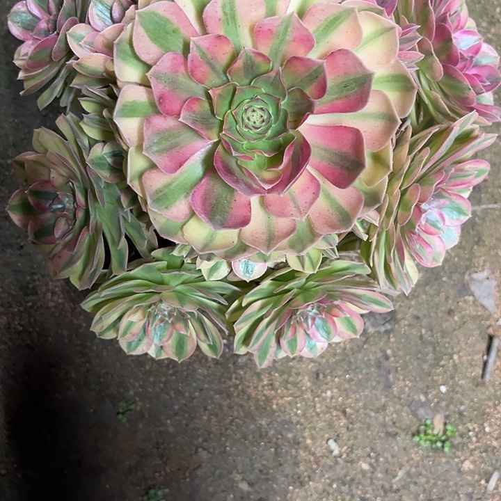 熊***ʔ多肉植物雨荷锦…………