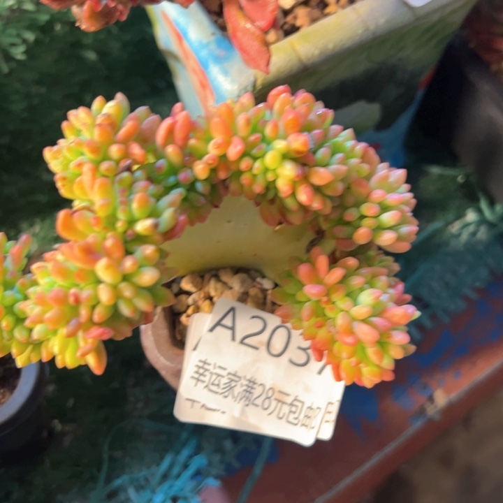 幸运的是我的朋友们