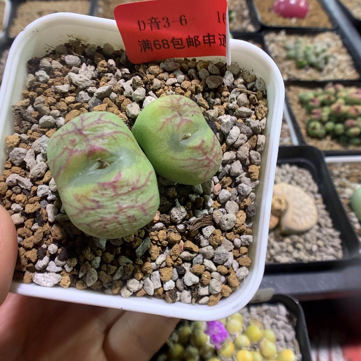 【闪购商品】3-6-16 龙姬杂一颗特100