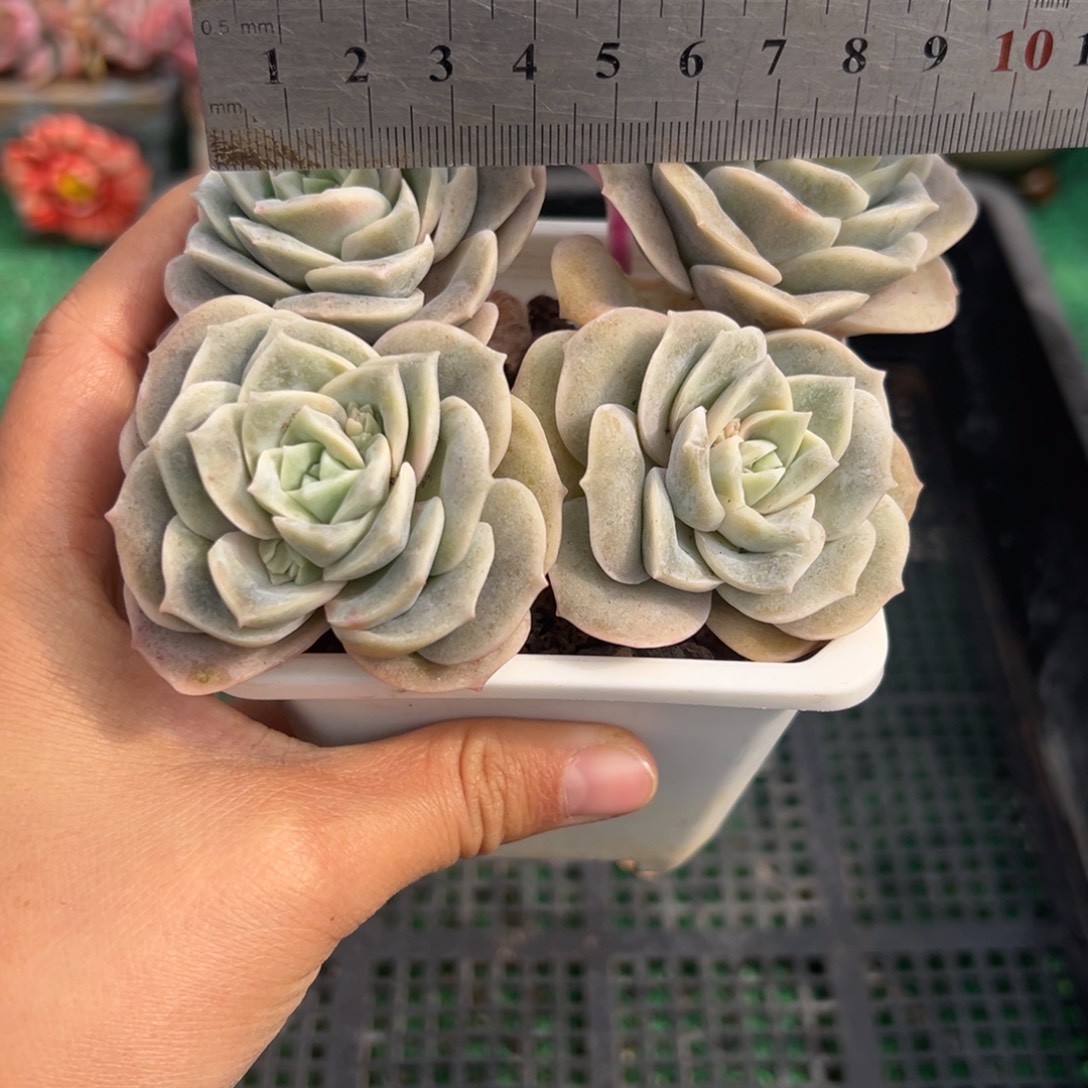 表妹精品多肉植物123.