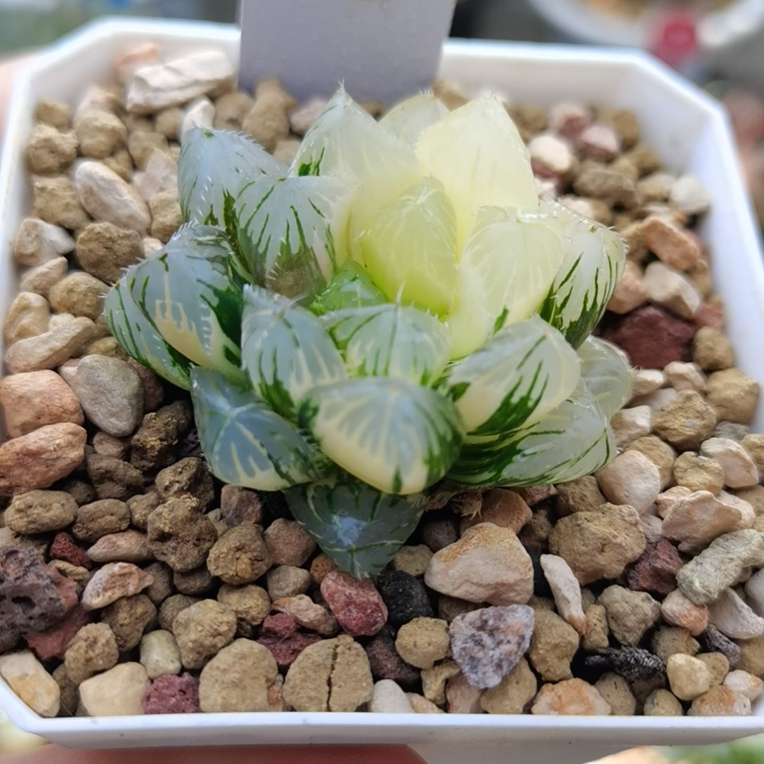 4号花狐玉露锦一物一拍带盆土发货