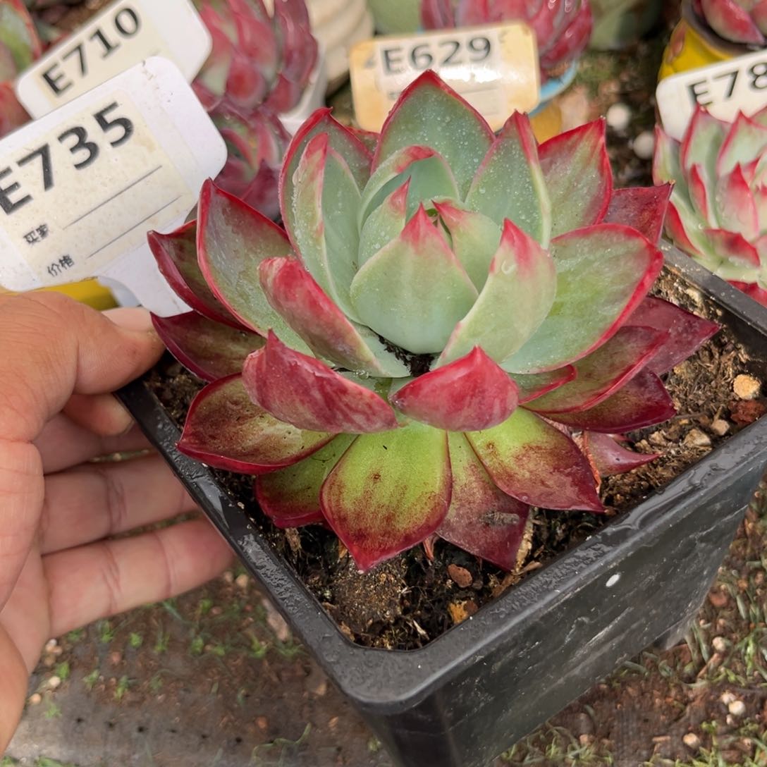 惊鸿一瞥735号多肉