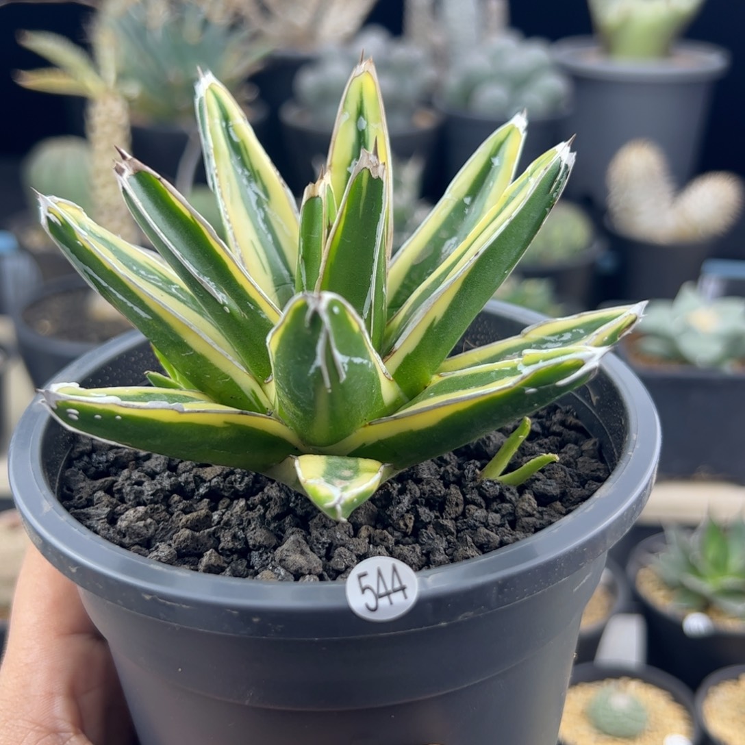 辉山龙舌兰10+一物一拍