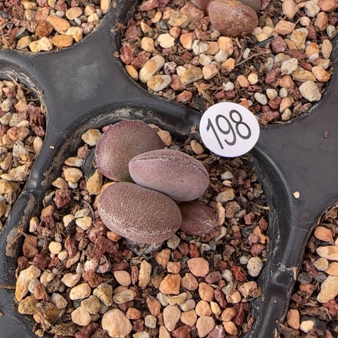 球球紫蛋水泡多肉198