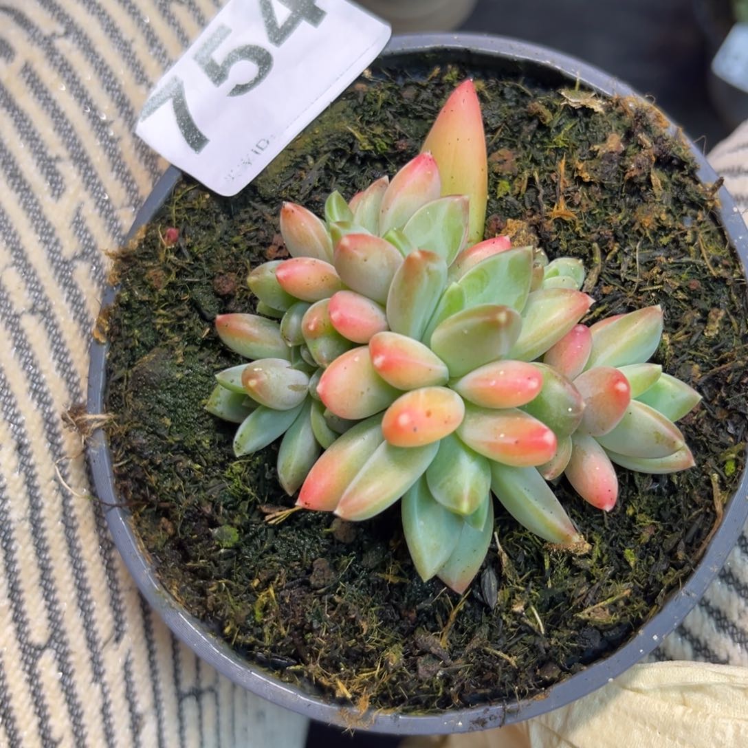 莫吉托多肉植物754