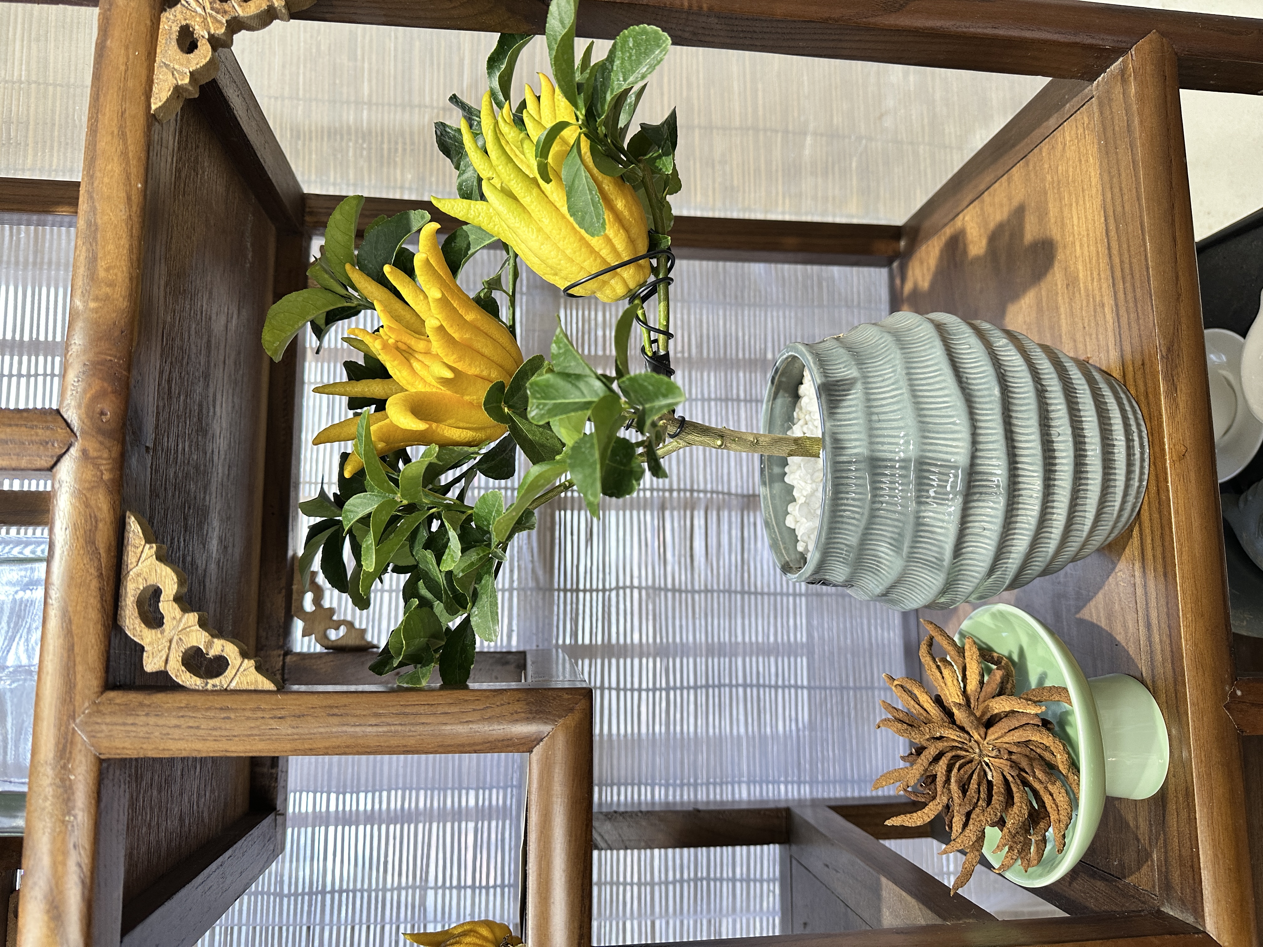 佛手树盆栽水培生佛手闻香观赏家居装饰盆景