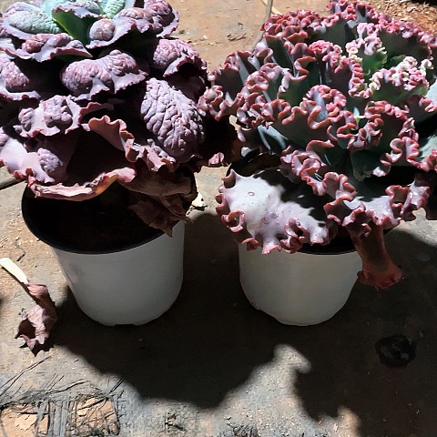 丛*笑18 号包菜系列 2 棵