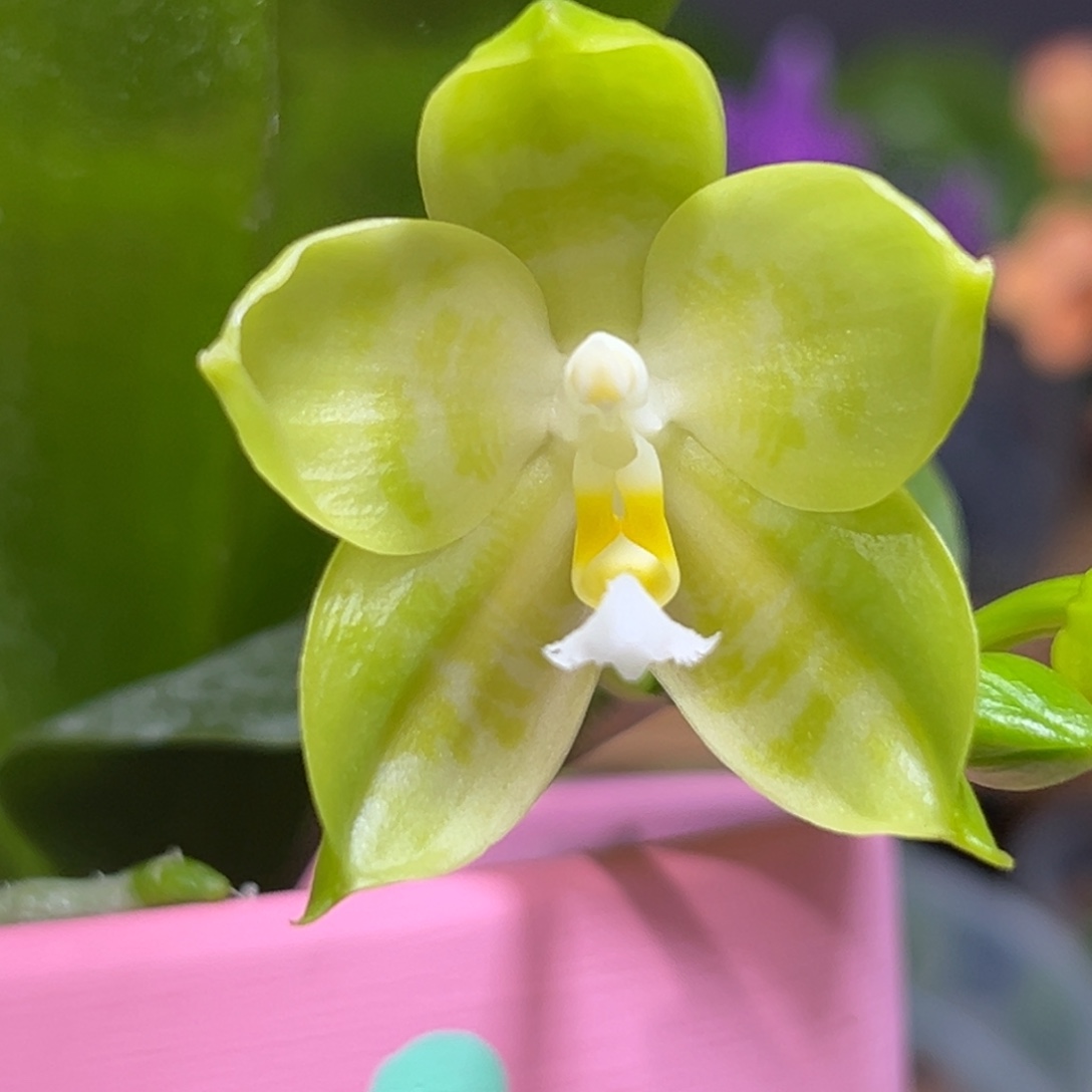 大部分开放少量花苞快乐龙