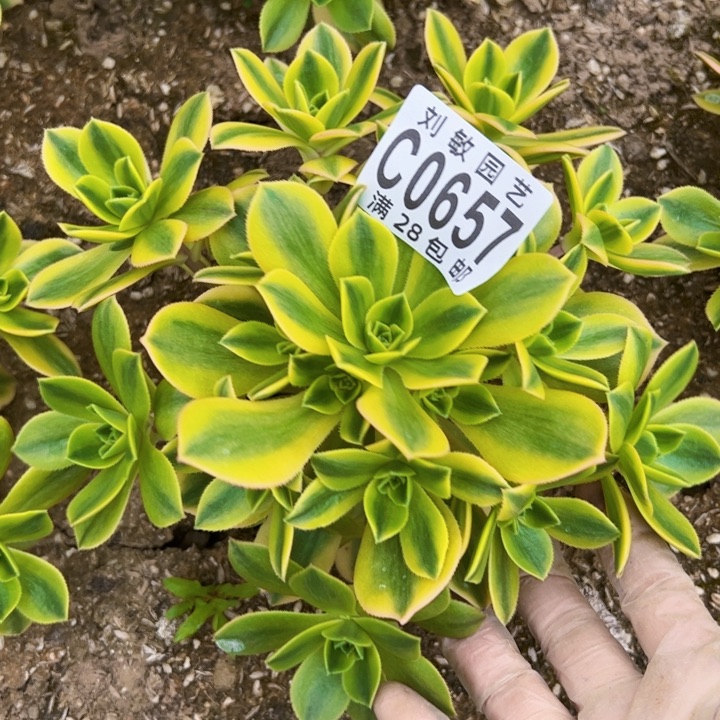 0657星爆多肉植物法师法师