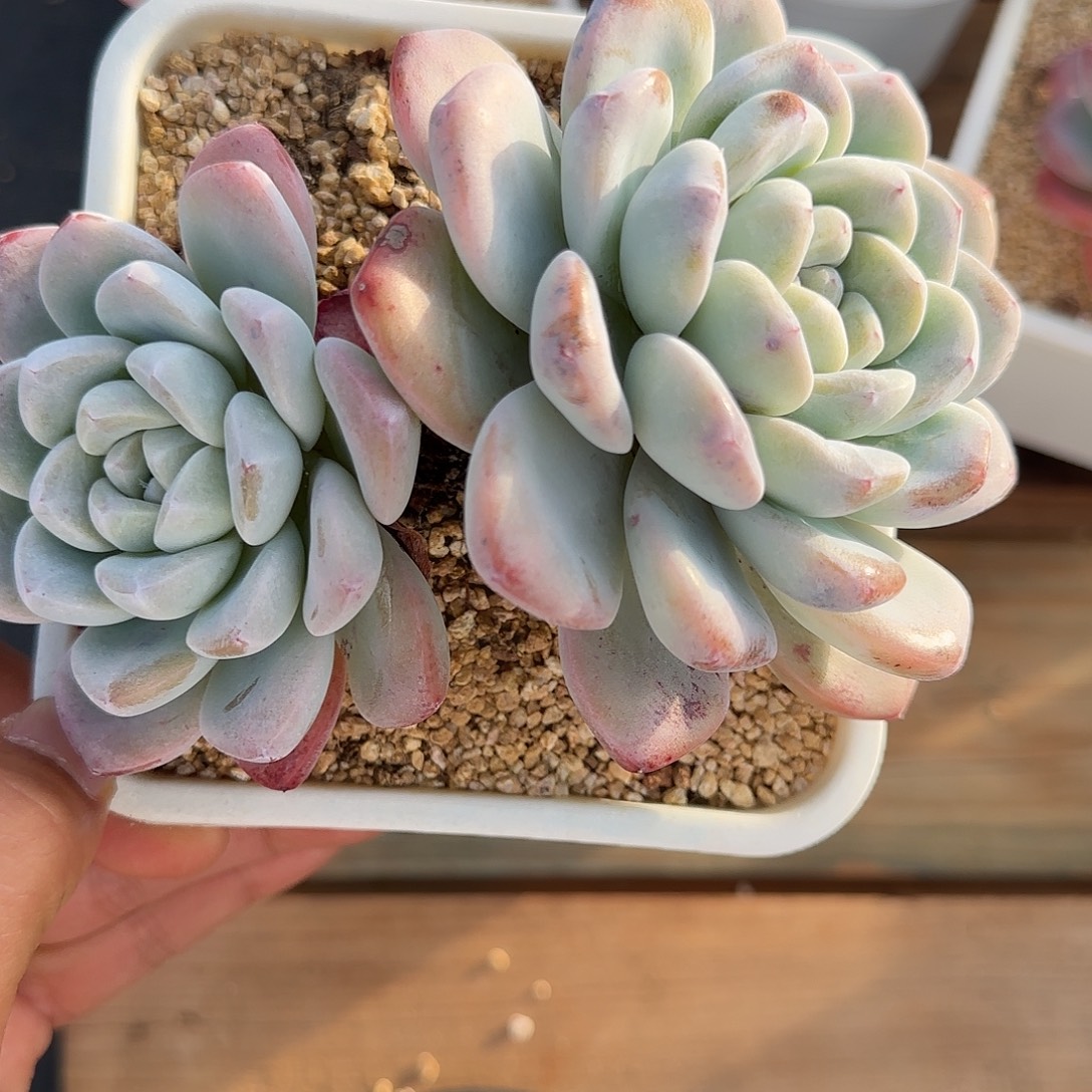 多肉植物不带盆土