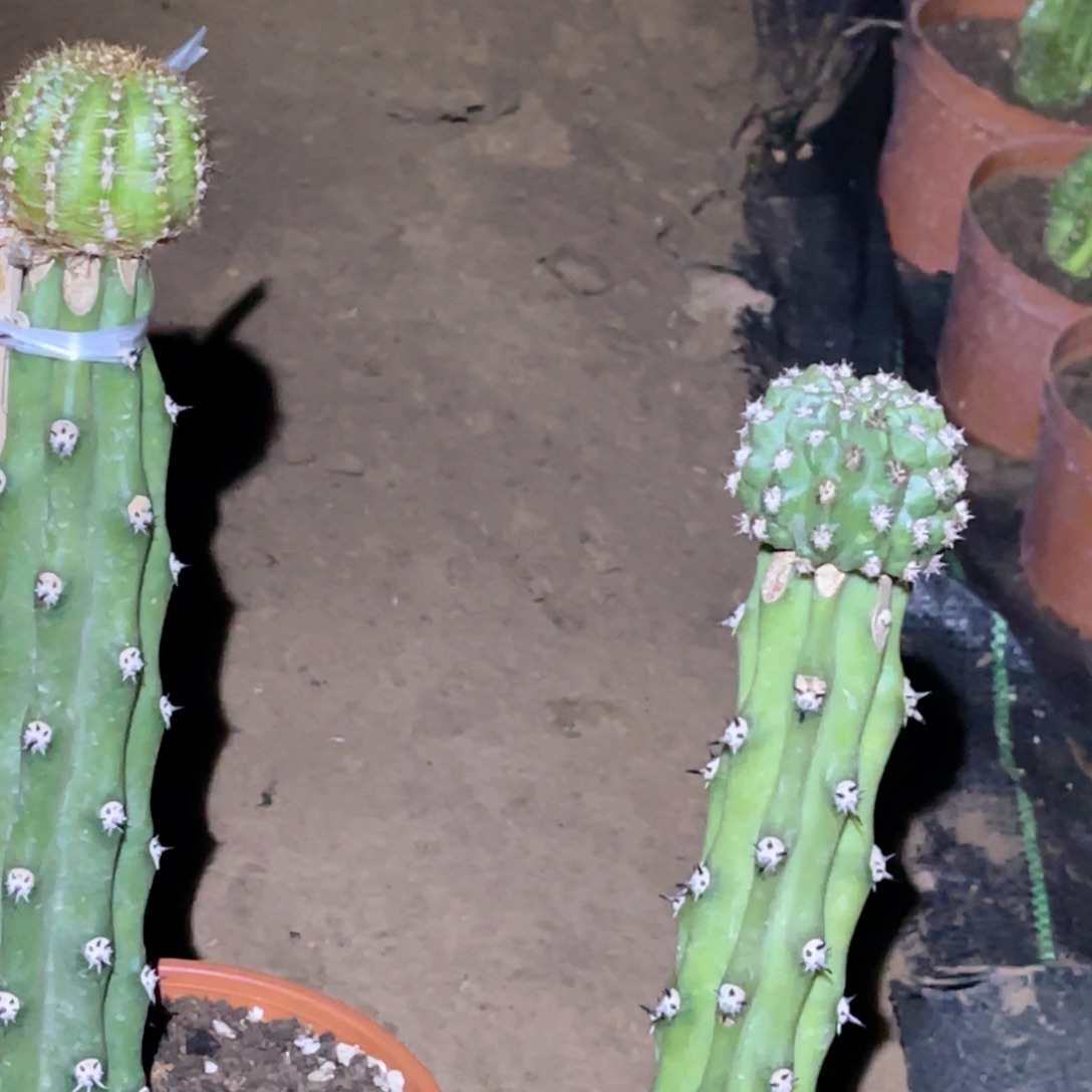 用***3幸运星 3–111嫁接2颗 带根