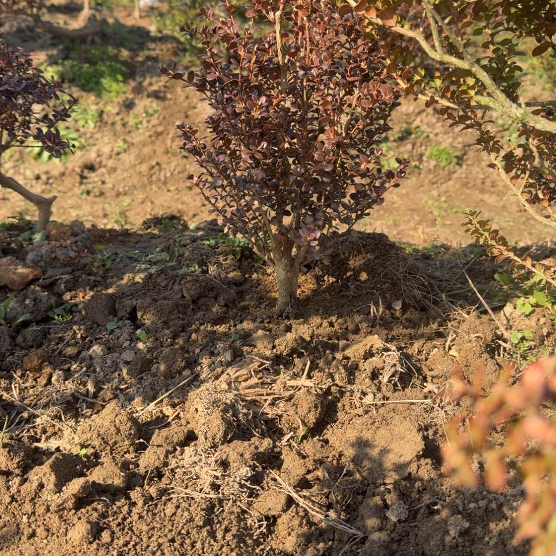 无花朵安徽珍珠黄杨248