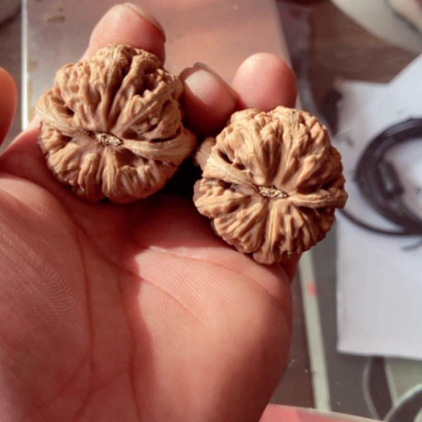 【闪购商品】淡**生39尺寸全品无修大粗筋