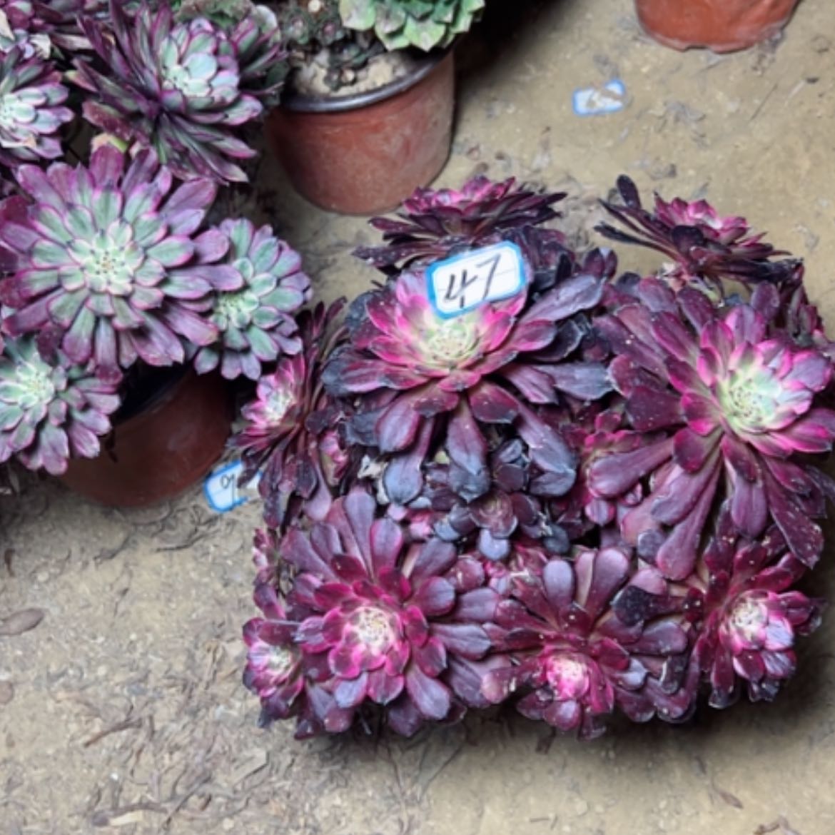 【闪购商品】多肉植物胭花47