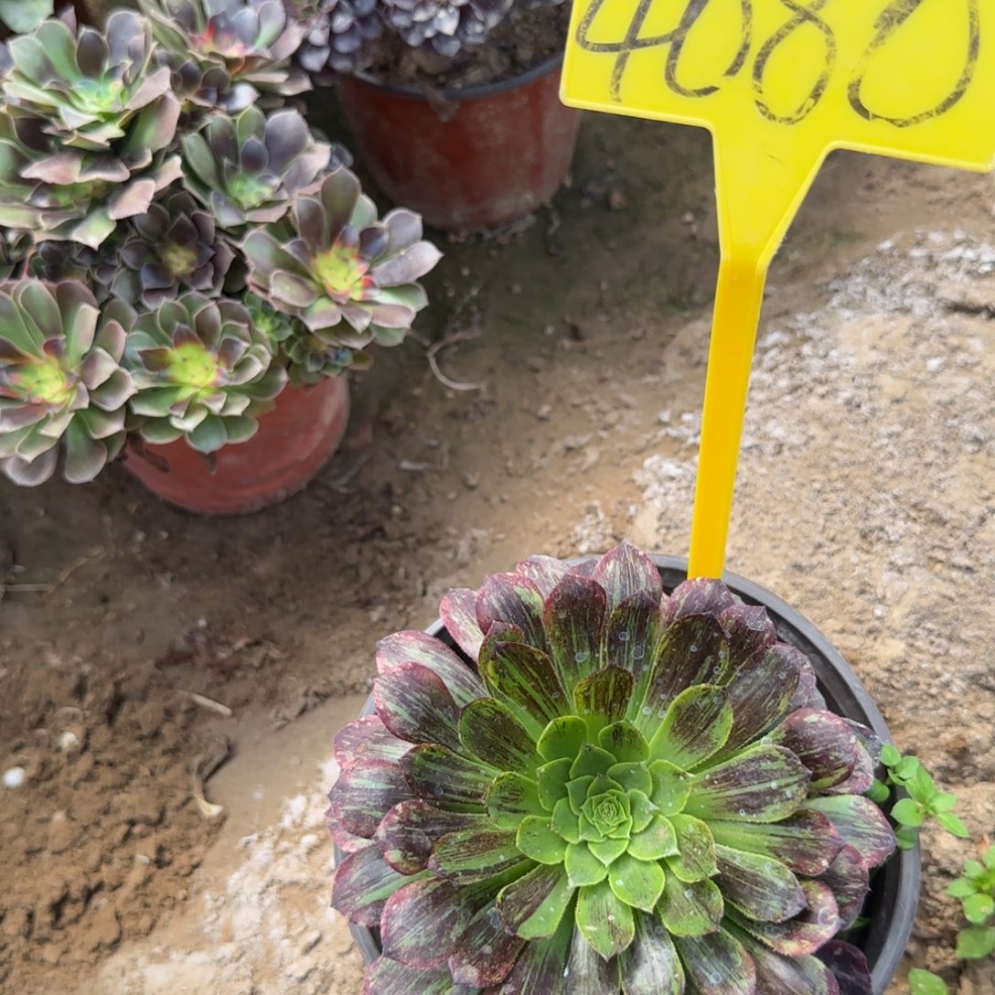 4080---墨兰迪多头