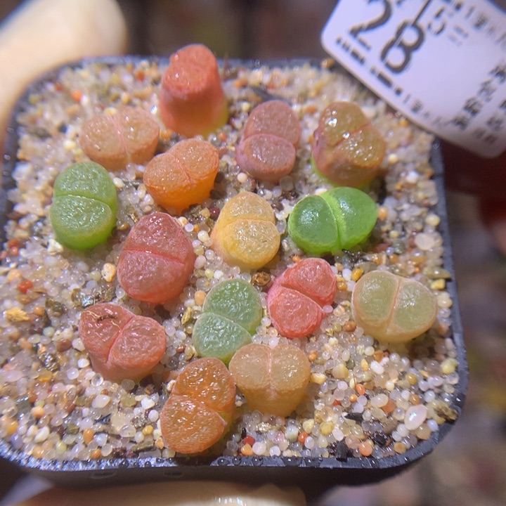 精品生石花215.28