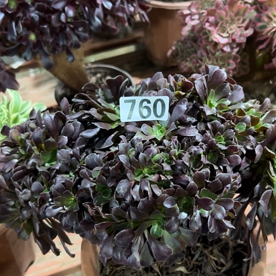 万***爱多肉植物一个欧子760