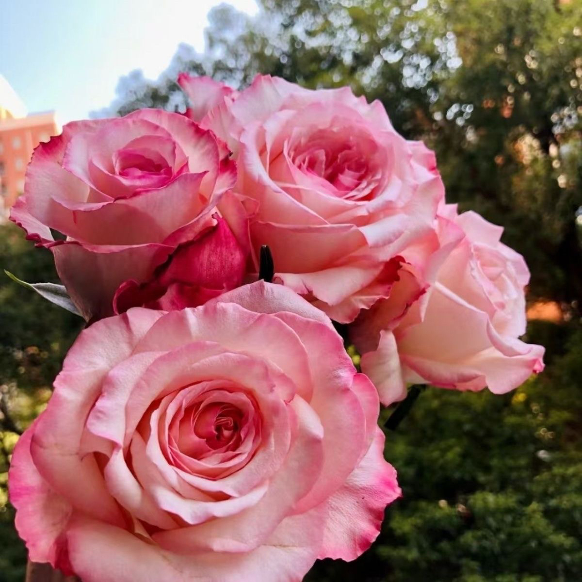 乔伊斯超新品切花玫瑰大花抗病阳台庭院盆栽花卉