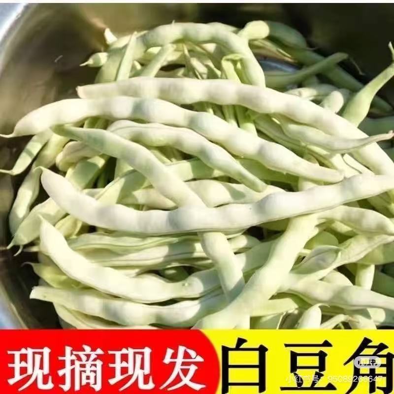 河北新鲜白不老/白友谊豆角农家自种现摘现发