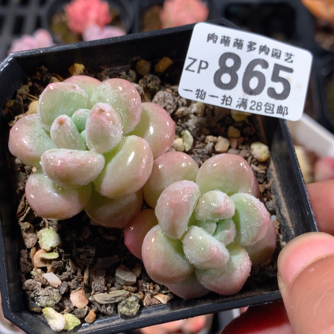 5CM拇指盆精控多肉ZP865