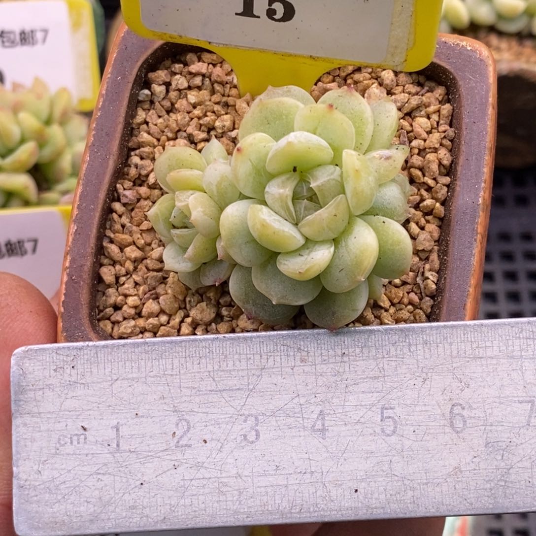 715白恋5头朵朵缀