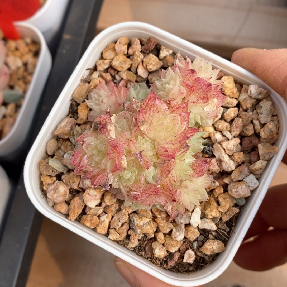 精品多肉一物柏不包整45