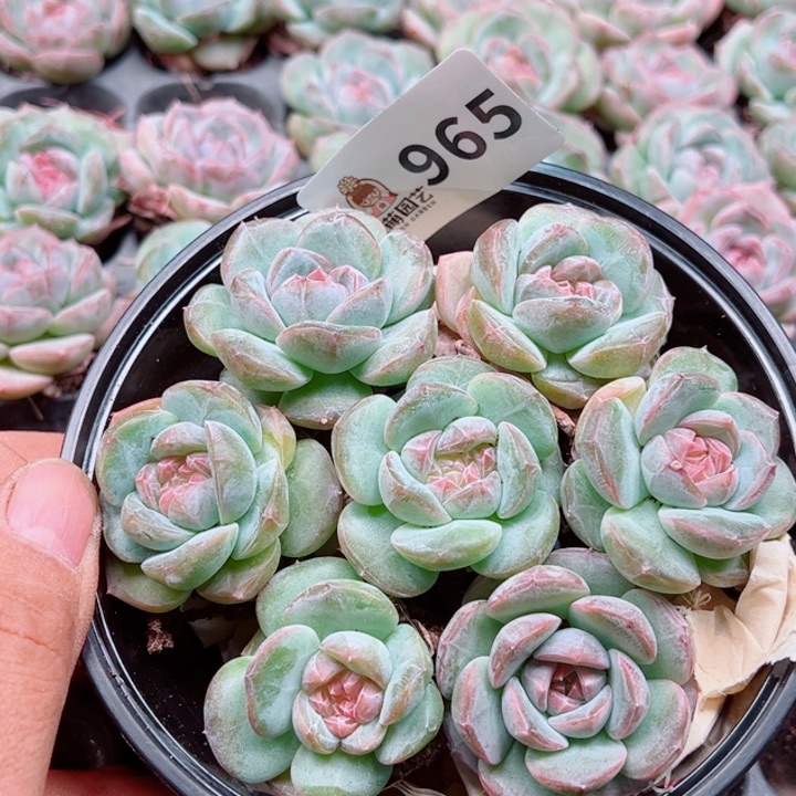 多肉植物多肉植物