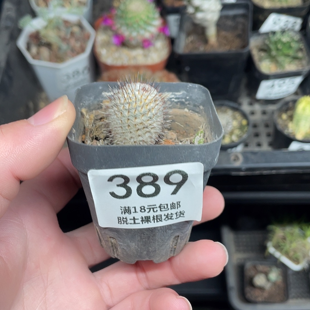 389直刺佩雷（满18包邮）