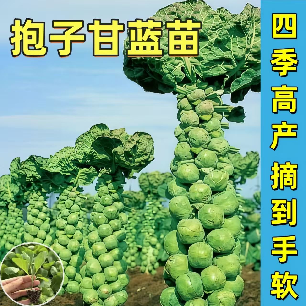 新鲜高产抱子甘蓝可四季播种绿色蔬菜秧苗