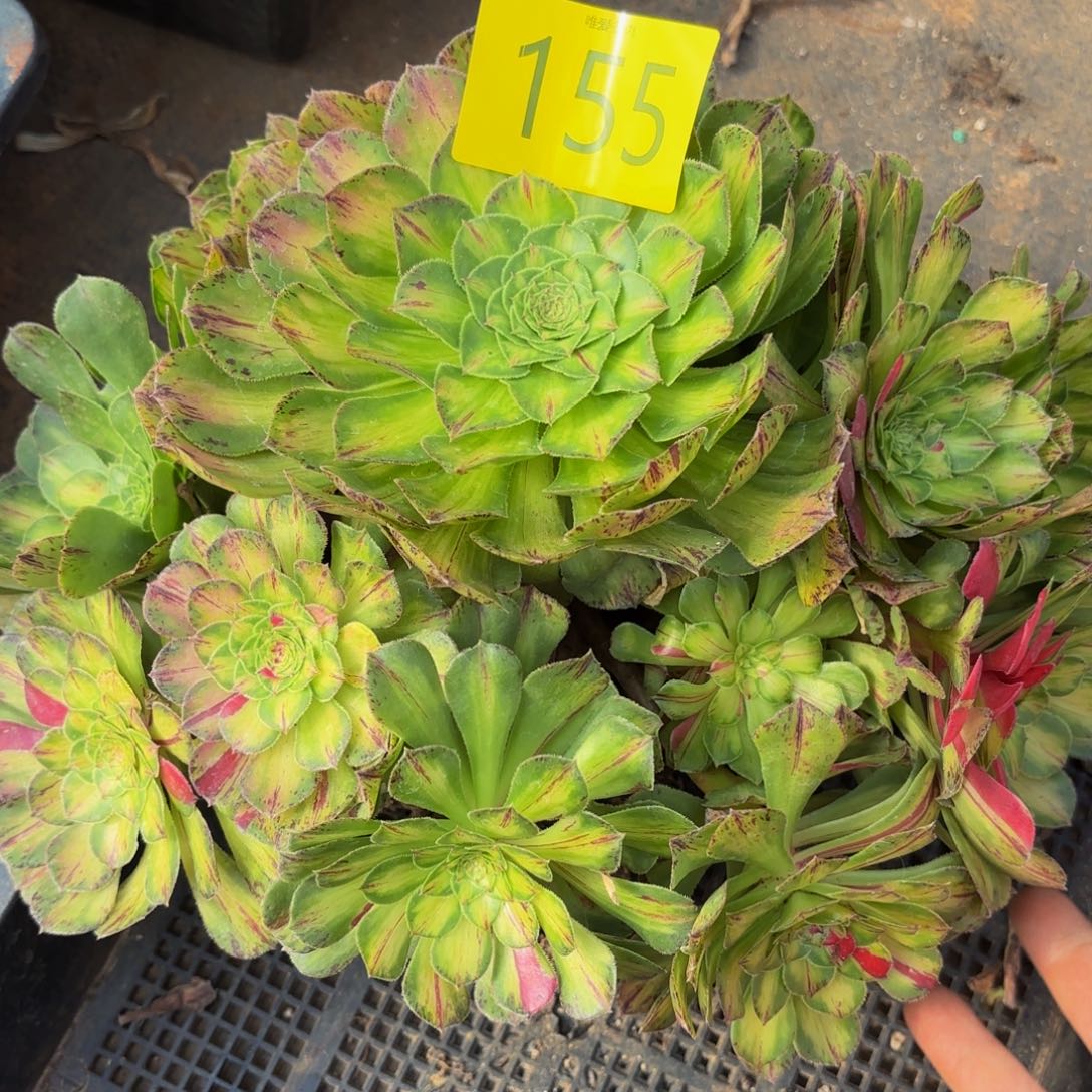 哈哈多肉葡萄福利155