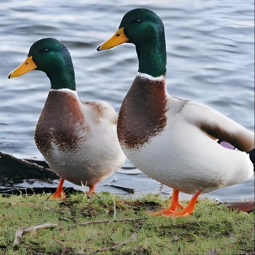 【10只装】大种青头麻土鸭整鸭发货生鲜肉质鲜嫩多汁美味