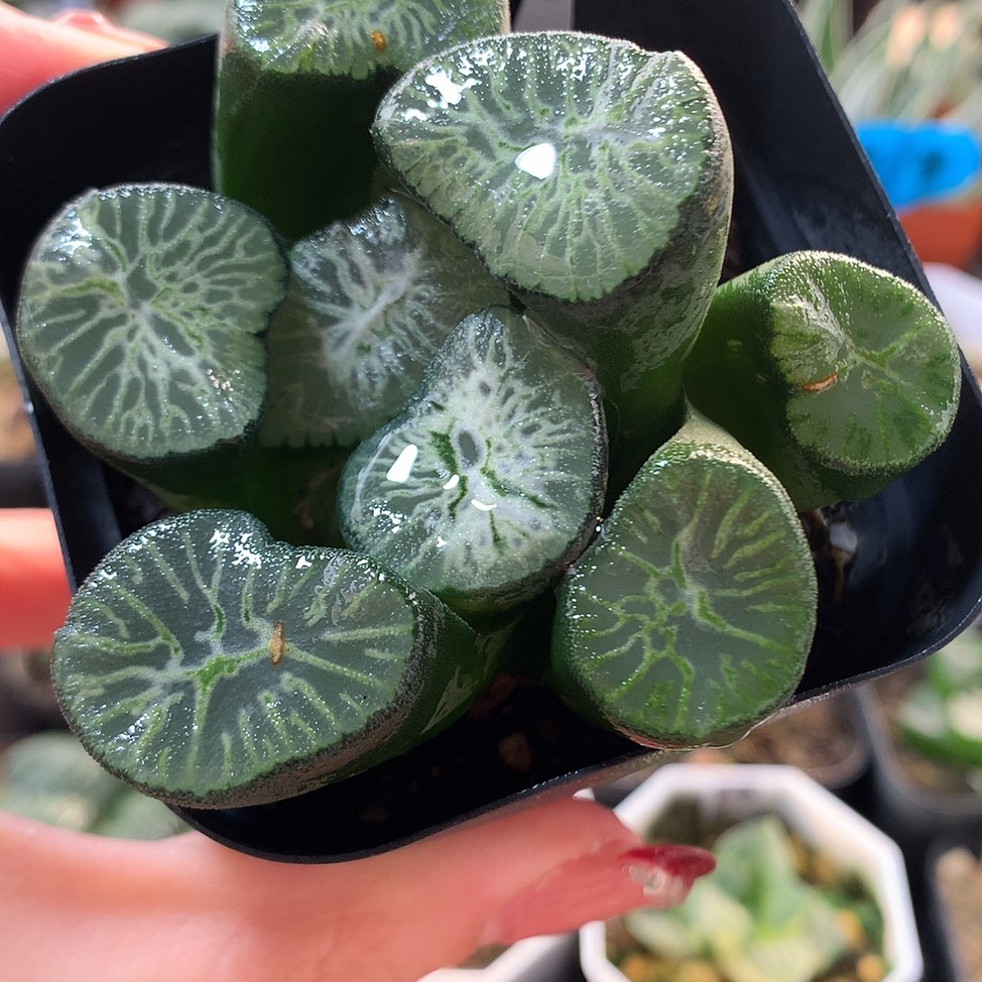 9号翡翠龙万象带盆土