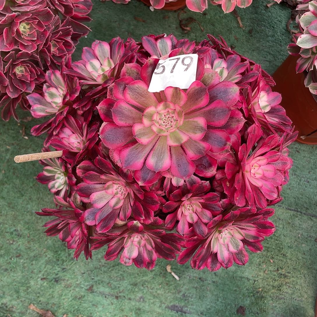 579.红铜白多肉植物