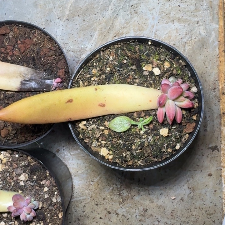 克里斯朵 叶插 一物一拍