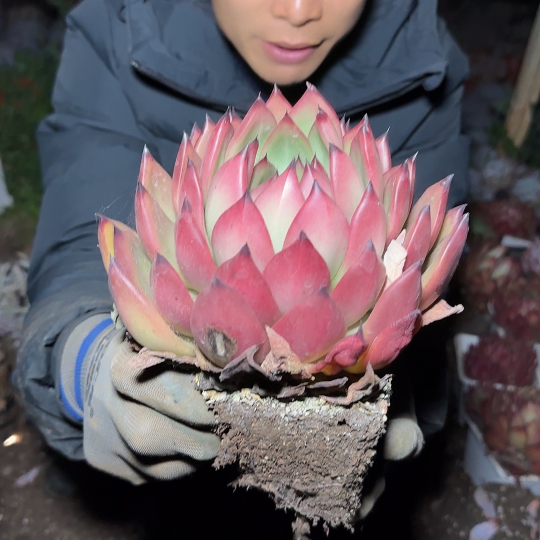 盆栽弗兰克多肉1棵