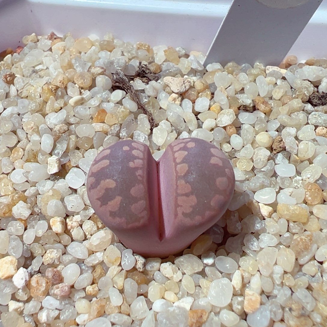 1202-364多肉多日紫