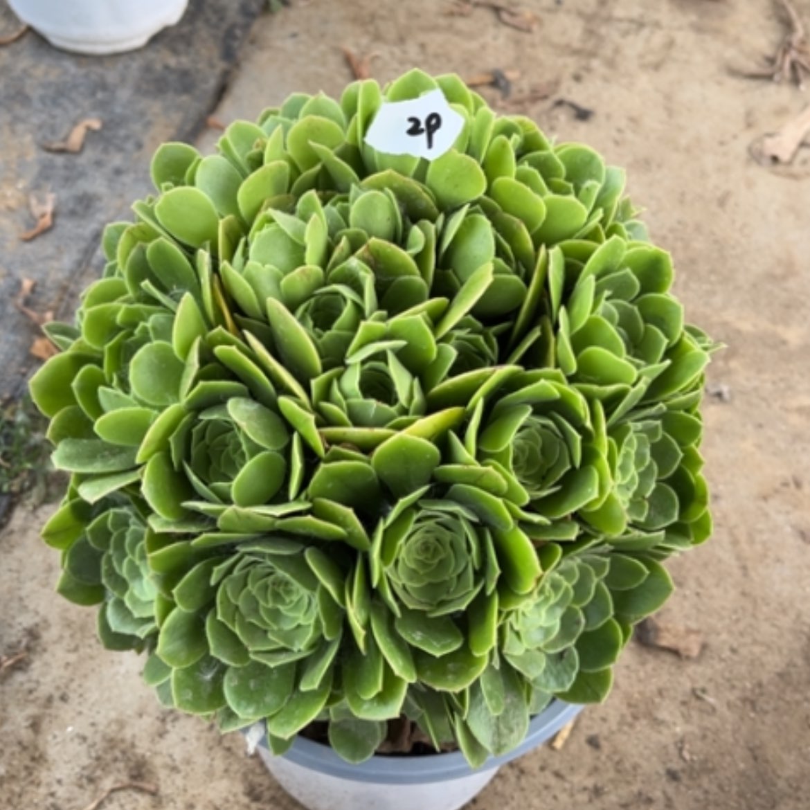 【闪购商品】29绿玫瑰多肉法师