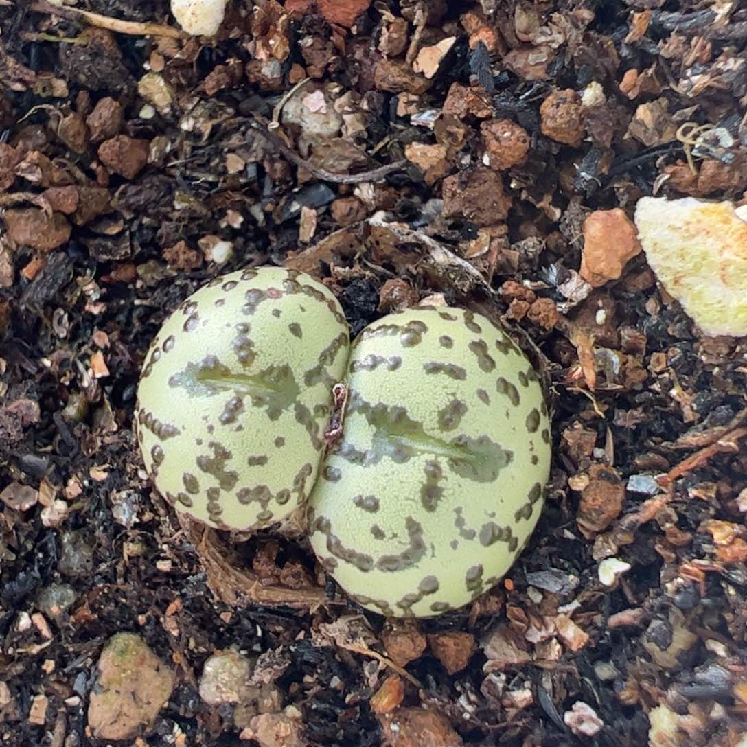 猴脸安贞多肉植物百科